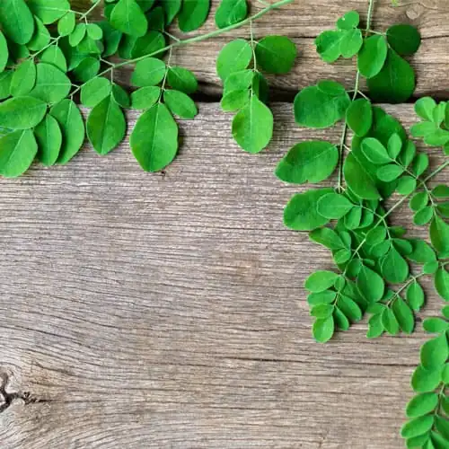 Dry Tulsi Dealers & Suppliers in Madurai