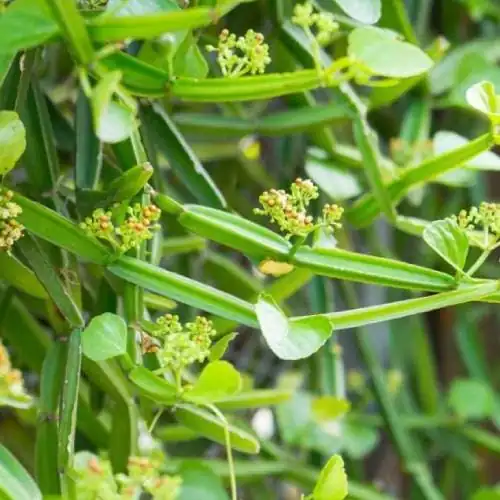 Dry Tulsi Dealers & Suppliers in Chennai
