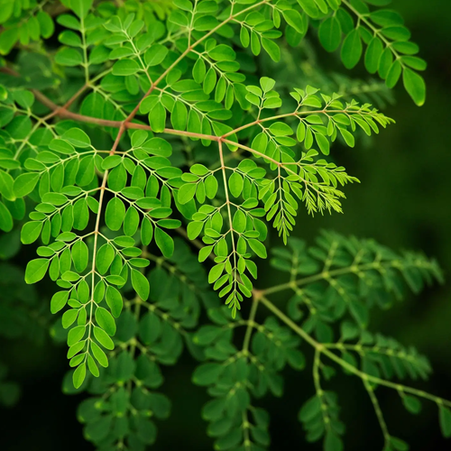 Moringa